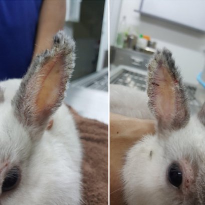 บี้เกิ้ลท้องโย้แต่คลอดไม่ออก คุณหมอช่วยด้วยข้อมูลสัตว์ป่วย “คิตตี้”เป็นแม่แมวร่างน้อย สายพันธุ์ British Shorthair เพศเมีย อายุ 1 ปี เข้ารับการรักษาที่โรงพยาบาลสัตว์ไอเว็ทด้วยอาการคลอดลำบาก โดยเจ้าของสังเกตพบว่าภายหลังจากน้องคิตตี้มีน้ำคร่ำไหลออกทางอวัยวะเ